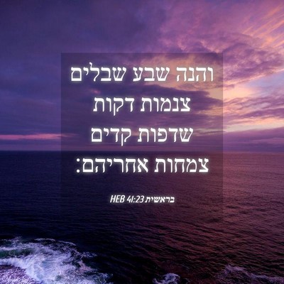 Picture 04 - בראשית 41:23 HEB - והנה שבע שבלים צנמות דקות - Bible Verse Picture