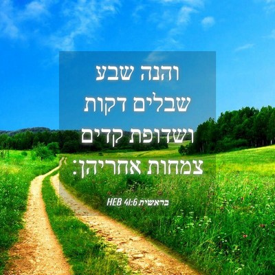 Picture 04 - בראשית 41:6 HEB - והנה שבע שבלים דקות ושדופת - Bible Verse Picture