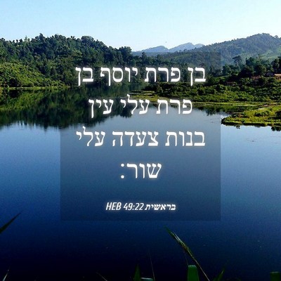 Picture 04 - בראשית 49:22 HEB - בן פרת יוסף בן פרת עלי עין - Bible Verse Picture