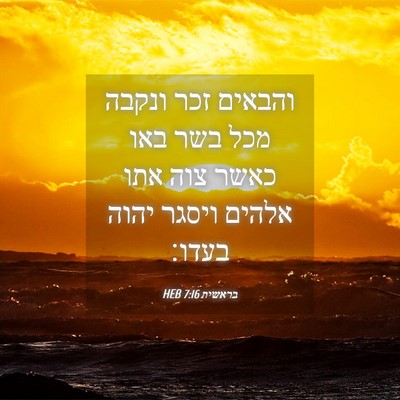 Picture 04 - בראשית 7:16 HEB - והבאים זכר ונקבה מכל בשר - Bible Verse Picture