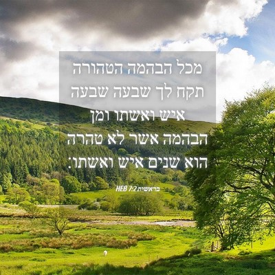 Picture 04 - בראשית 7:2 HEB - מכל הבהמה הטהורה תקח לך - Bible Verse Picture
