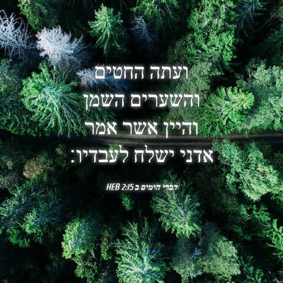 Picture 04 - דברי הימים ב 2:15 HEB - ועתה החטים והשערים השמן - Bible Verse Picture