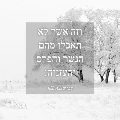Picture 04 - דברים 14:12 HEB - וזה אשר לא תאכלו מהם הנשר - Bible Verse Picture