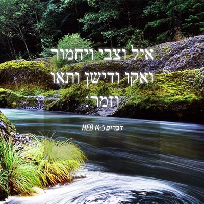 Picture 04 - דברים 14:5 HEB - איל וצבי ויחמור ואקו ודישן - Bible Verse Picture