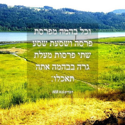 Picture 04 - דברים 14:6 HEB - וכל בהמה מפרסת פרסה ושסעת - Bible Verse Picture