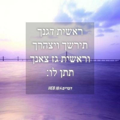 Picture 04 - דברים 18:4 HEB - ראשית דגנך תירשך ויצהרך - Bible Verse Picture