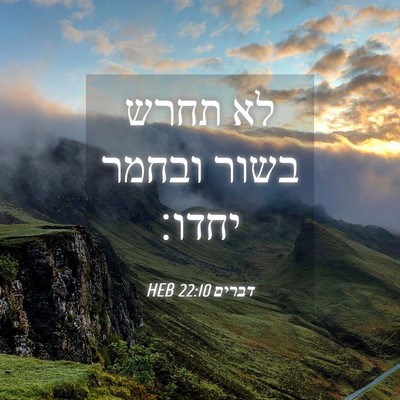 Picture 04 - דברים 22:10 HEB - לא תחרש בשור ובחמר - Bible Verse Picture