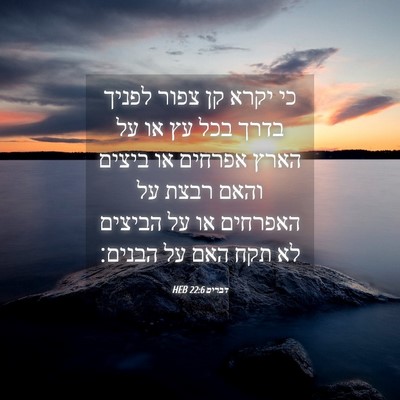 Picture 04 - דברים 22:6 HEB - כי יקרא קן צפור לפניך בדרך - Bible Verse Picture
