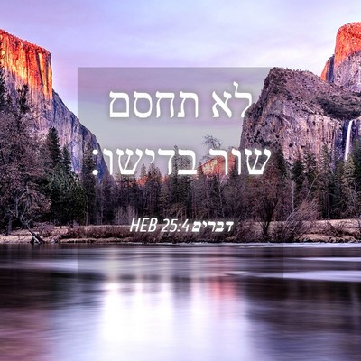 Picture 04 - דברים 25:4 HEB - לא תחסם שור - Bible Verse Picture