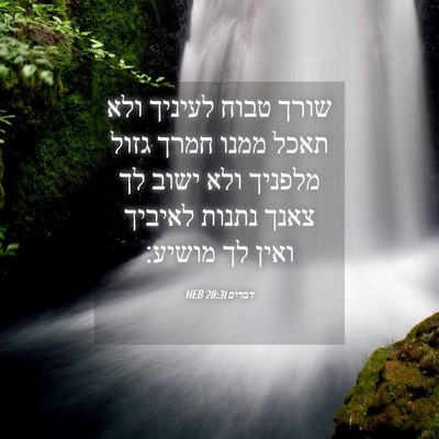 Picture 04 - דברים 28:31 HEB - שורך טבוח לעיניך ולא תאכל - Bible Verse Picture