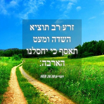 Picture 04 - דברים 28:38 HEB - זרע רב תוציא השדה ומעט תאסף - Bible Verse Picture