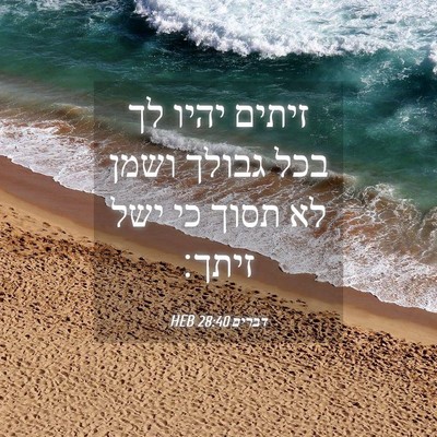 Picture 04 - דברים 28:40 HEB - זיתים יהיו לך בכל גבולך - Bible Verse Picture