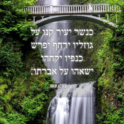 Picture 04 - דברים 32:11 HEB - כנשר יעיר קנו על גוזליו - Bible Verse Picture