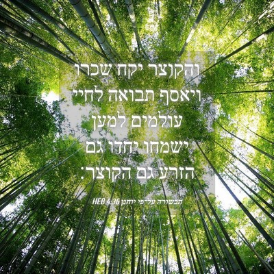 Picture 04 - הבשורה על־פי יוחנן 4:36 HEB - והקוצר יקח שכרו ויאסף - Bible Verse Picture