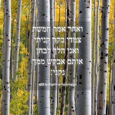 Picture 04 - הבשורה על־פי לוקס 14:19 HEB - ואחר אמר חמשת צמדי בקר - Bible Verse Picture