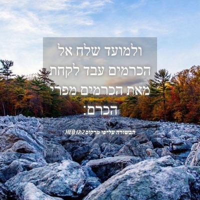 Picture 04 - הבשורה על־פי מרקוס 12:2 HEB - ולמועד שלח אל הכרמים עבד - Bible Verse Picture
