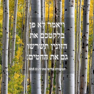 Picture 04 - הבשורה על־פי מתי 13:29 HEB - ויאמר לא פן בלקטכם את - Bible Verse Picture