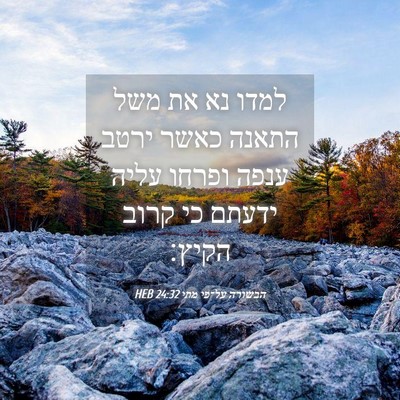 Picture 04 - הבשורה על־פי מתי 24:32 HEB - למדו נא את משל התאנה כאשר - Bible Verse Picture