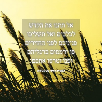 Picture 04 - הבשורה על־פי מתי 7:6 HEB - אל תתנו את הקדש לכלבים ואל - Bible Verse Picture