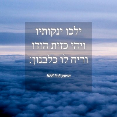 Picture 04 - הושע 14:6 HEB - ילכו ינקותיו ויהי כזית - Bible Verse Picture