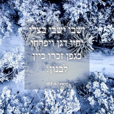 Picture 04 - הושע 14:7 HEB - ישבו ישבי בצלו יחיו דגן - Bible Verse Picture