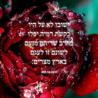 Picture 04 - הושע 7:16 HEB - ישובו לא על היו כקשת רמיה - Bible Verse Picture