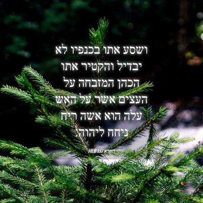 Picture 04 - ויקרא 1:17 HEB - ושסע אתו בכנפיו לא יבדיל - Bible Verse Picture