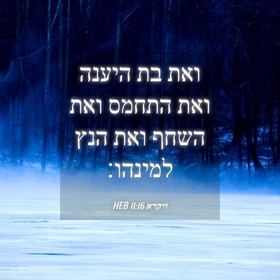 Picture 04 - ויקרא 11:16 HEB - ואת בת היענה ואת התחמס ואת - Bible Verse Picture