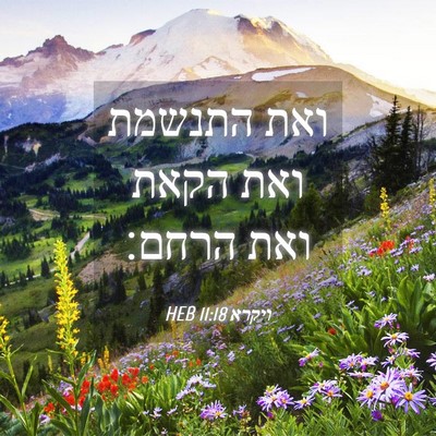 Picture 04 - ויקרא 11:18 HEB - ואת התנשמת ואת הקאת ואת - Bible Verse Picture