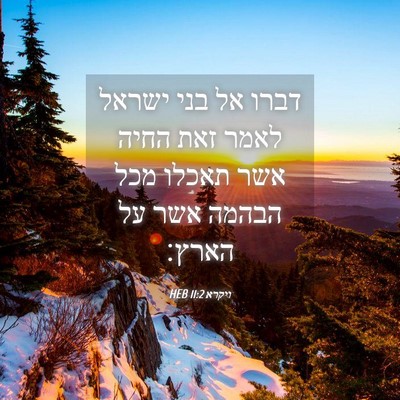 Picture 04 - ויקרא 11:2 HEB - דברו אל בני ישראל לאמר זאת - Bible Verse Picture