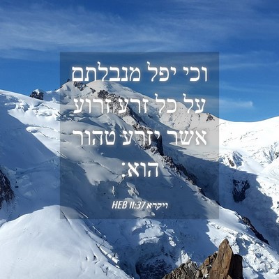 Picture 04 - ויקרא 11:37 HEB - וכי יפל מנבלתם על כל זרע - Bible Verse Picture