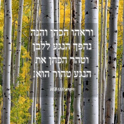 Picture 04 - ויקרא 13:17 HEB - וראהו הכהן והנה נהפך הנגע - Bible Verse Picture
