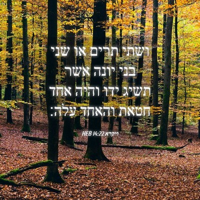 Picture 04 - ויקרא 14:22 HEB - ושתי תרים או שני בני יונה - Bible Verse Picture