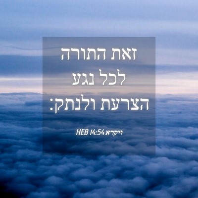 Picture 04 - ויקרא 14:54 HEB - זאת התורה לכל נגע הצרעת - Bible Verse Picture