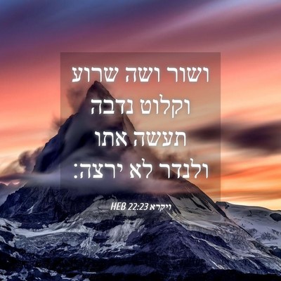 Picture 04 - ויקרא 22:23 HEB - ושור ושה שרוע וקלוט נדבה - Bible Verse Picture