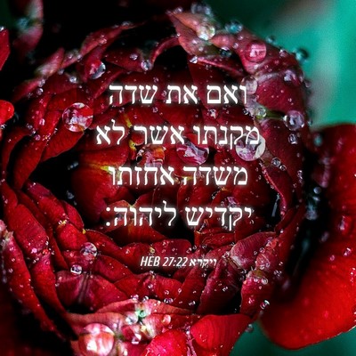 Picture 04 - ויקרא 27:22 HEB - ואם את שדה מקנתו אשר לא - Bible Verse Picture