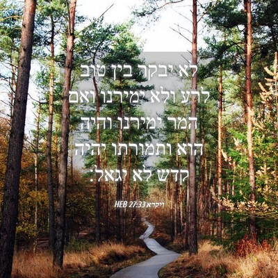 Picture 04 - ויקרא 27:33 HEB - לא יבקר בין טוב לרע ולא - Bible Verse Picture