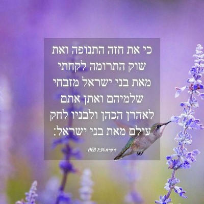 Picture 04 - ויקרא 7:34 HEB - כי את חזה התנופה ואת שוק - Bible Verse Picture
