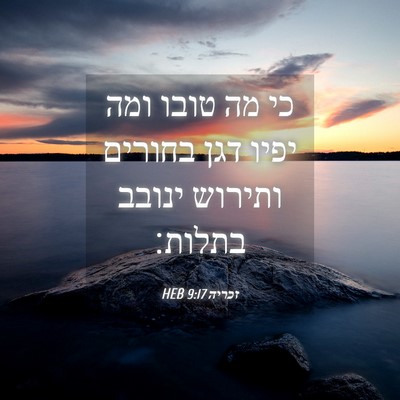 Picture 04 - זכריה 9:17 HEB - כי מה טובו ומה יפיו דגן - Bible Verse Picture