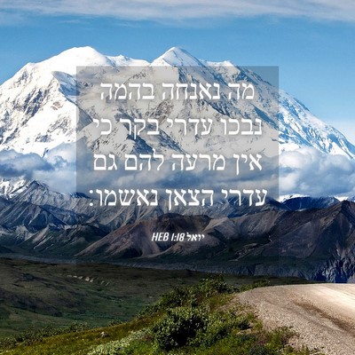Picture 04 - יואל 1:18 HEB - מה נאנחה בהמה נבכו עדרי בקר - Bible Verse Picture