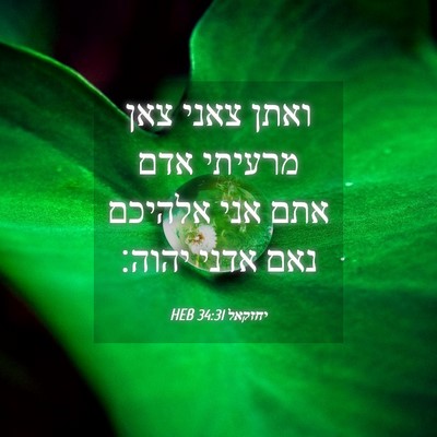 Picture 04 - יחזקאל 34:31 HEB - ואתן צאני צאן מרעיתי אדם - Bible Verse Picture