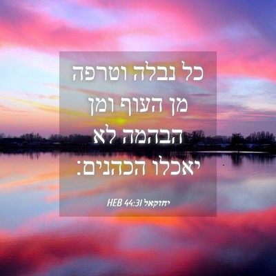 Picture 04 - יחזקאל 44:31 HEB - כל נבלה וטרפה מן העוף ומן - Bible Verse Picture