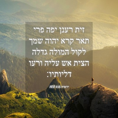 Picture 04 - ירמיה 11:16 HEB - זית רענן יפה פרי תאר קרא - Bible Verse Picture