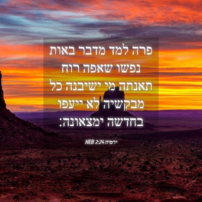 Picture 04 - ירמיה 2:24 HEB - פרה למד מדבר באות נפשו שאפה - Bible Verse Picture