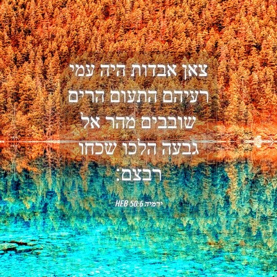 Picture 04 - ירמיה 50:6 HEB - צאן אבדות היה עמי רעיהם - Bible Verse Picture