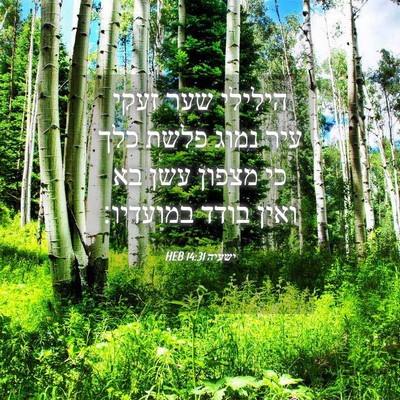 Picture 04 - ישעיה 14:31 HEB - הילילי שער זעקי עיר נמוג - Bible Verse Picture