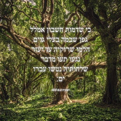 Picture 04 - ישעיה 16:8 HEB - כי שדמות חשבון אמלל גפן - Bible Verse Picture