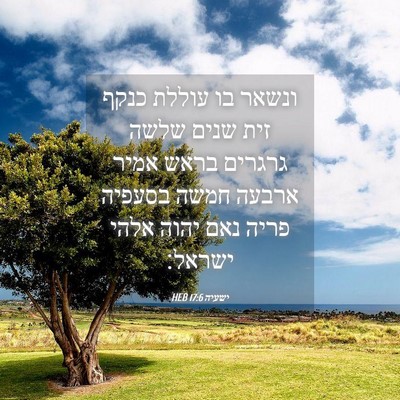 Picture 04 - ישעיה 17:6 HEB - ונשאר בו עוללת כנקף זית - Bible Verse Picture