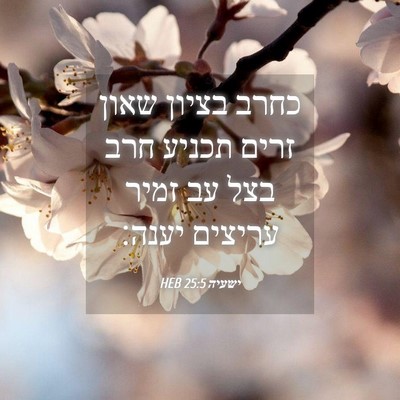 Picture 04 - ישעיה 25:5 HEB - כחרב בציון שאון זרים תכניע - Bible Verse Picture