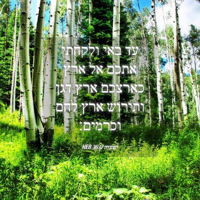 Picture 04 - ישעיה 36:17 HEB - עד באי ולקחתי אתכם אל ארץ - Bible Verse Picture